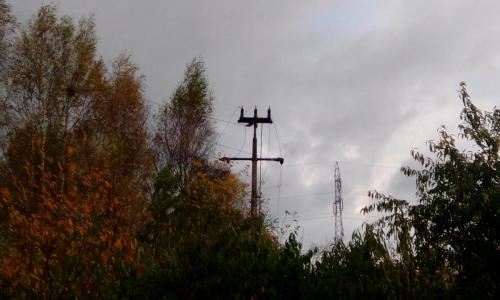 wycinka drzew pod linią 15kV
